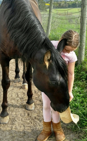 Black PRE Andalusian at Stud
