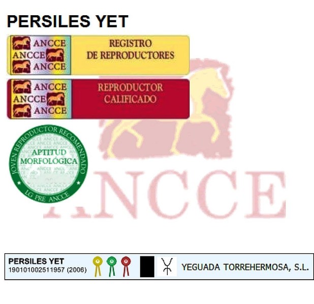 Black PRE Andalusian at Stud