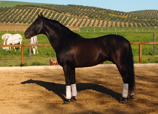 Black PRE Andalusian at Stud