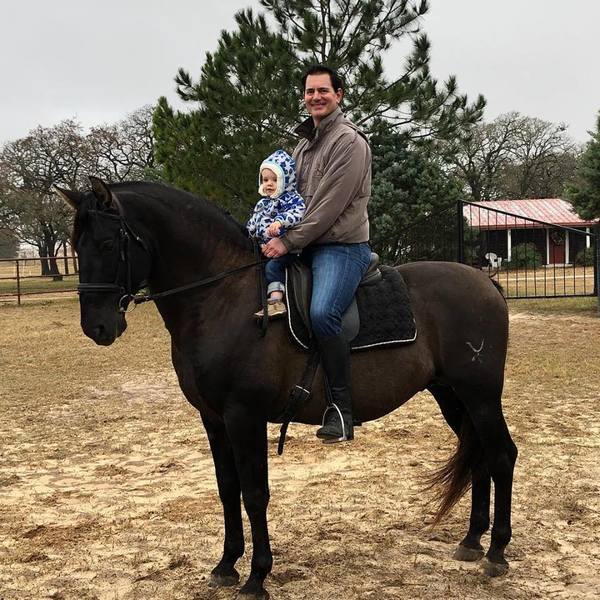 Black PRE Andalusian at Stud