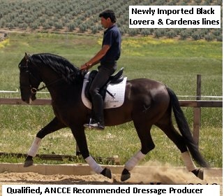 Black PRE Andalusian at Stud