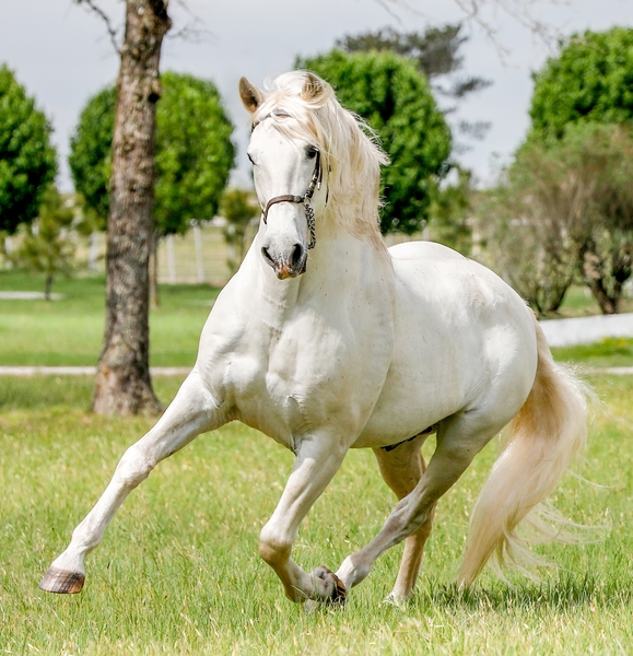 Spanish National Champions at stud