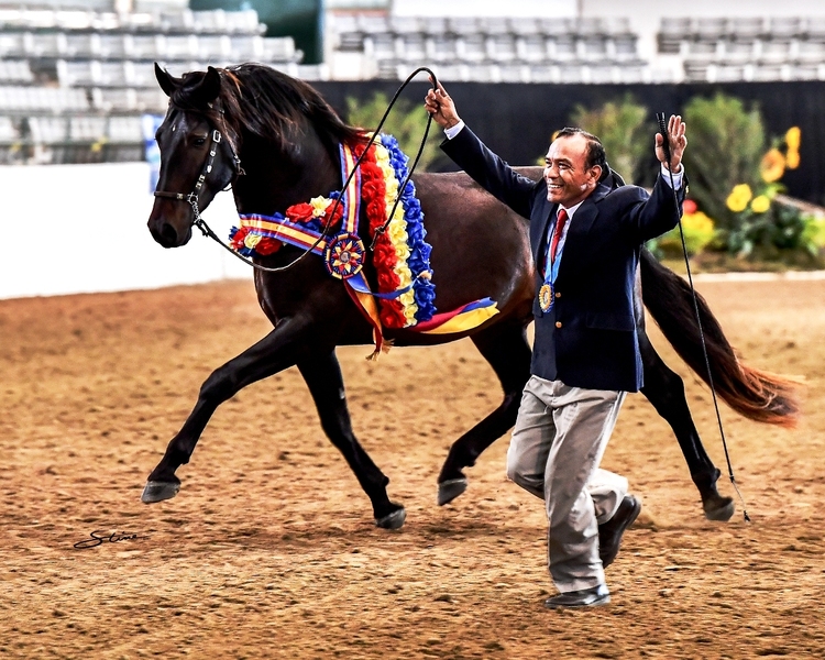 Spanish National Champions at stud