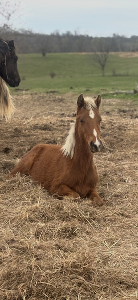 Red Chocolate Yearling Filly