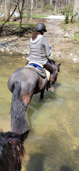 Beautiful Blue Roan Trail Horse Deluxe 