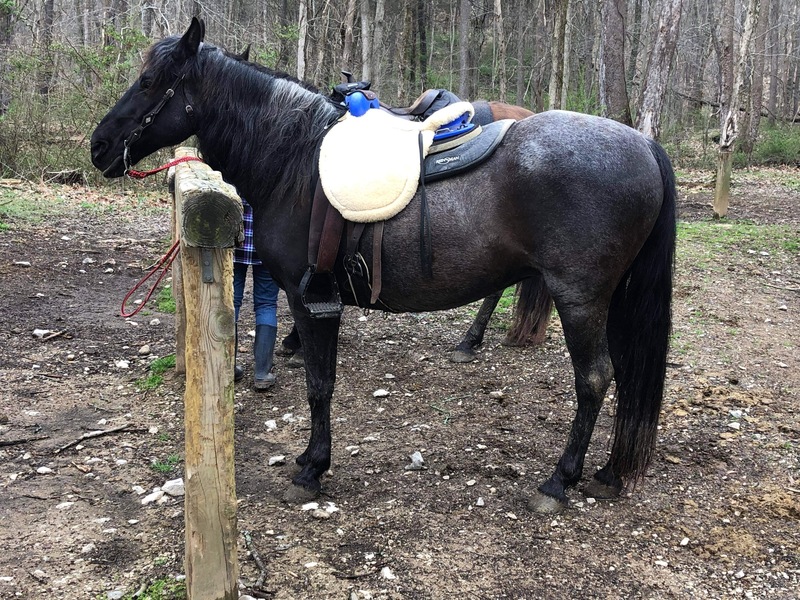Beautiful Blue Roan Trail Horse Deluxe 