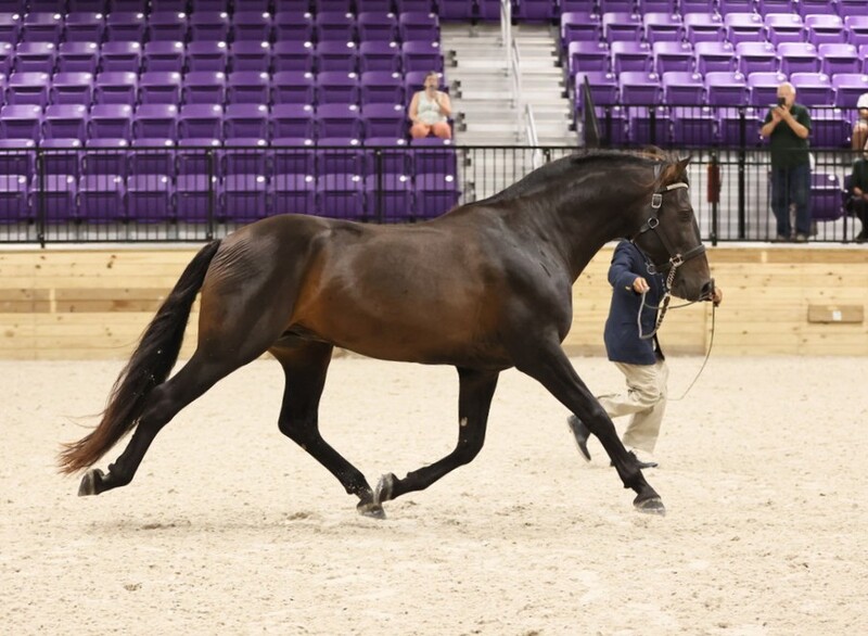 At stud, 9 times Nat'l Champ Black Bay stallion