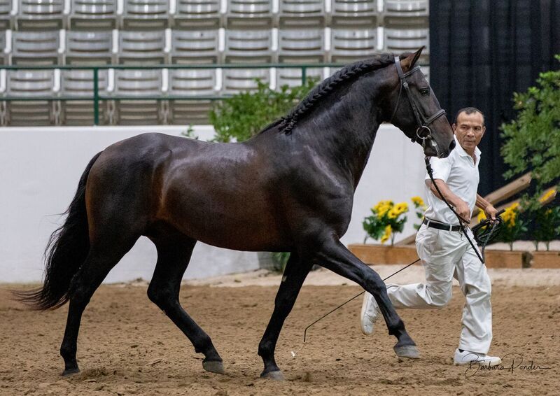 At stud, 9 times Nat'l Champ Black Bay stallion