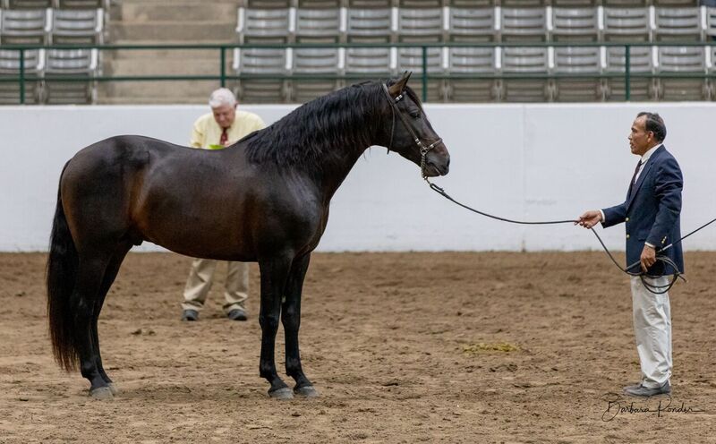 At stud, 6 times Nat'l Champ Black Bay stallion