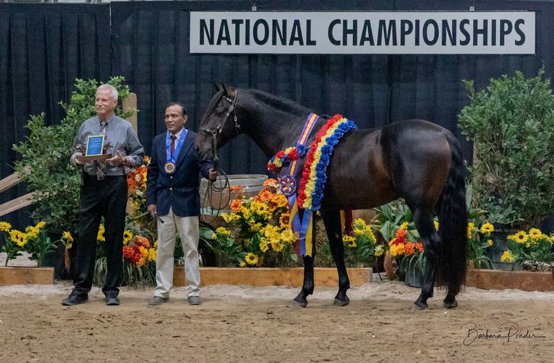At stud, 9 times Nat'l Champ Black Bay stallion