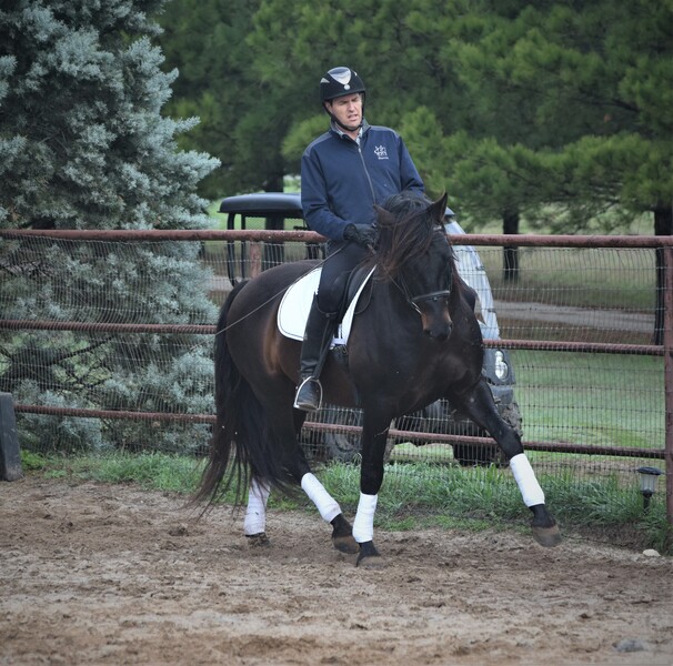 At stud, 9 times Nat'l Champ Black Bay stallion