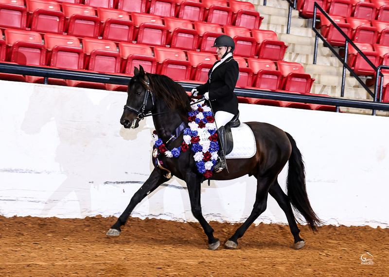At stud, 9 times Nat'l Champ Black Bay stallion