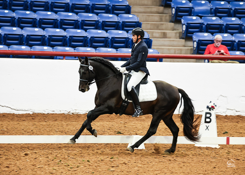 At stud, 9 times Nat'l Champ Black Bay stallion