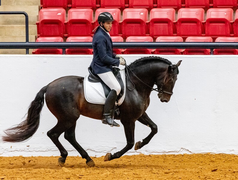 At stud, 9 times Nat'l Champ Black Bay stallion