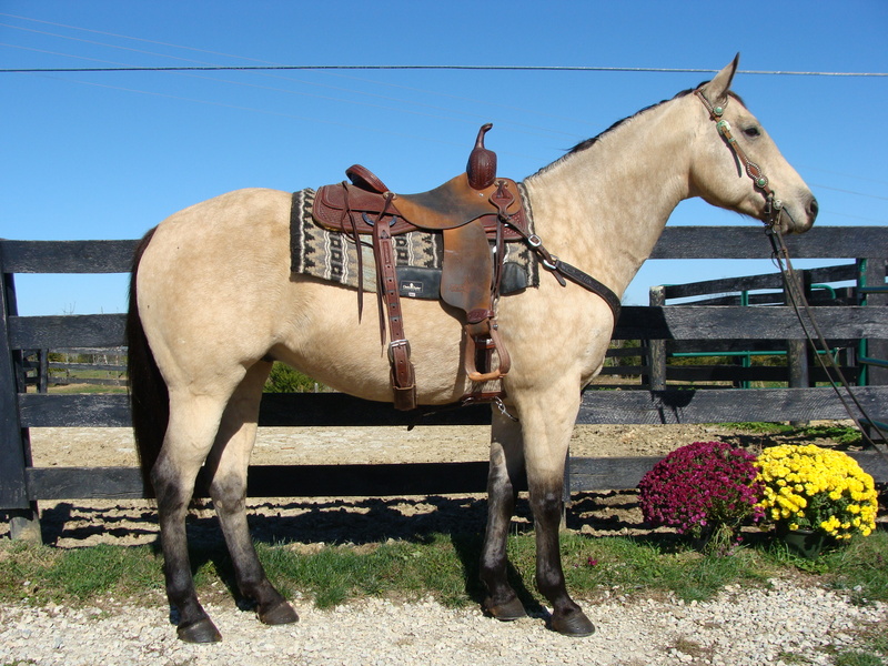 BUTTERMILK BUCKSKIN FINISHED RANCH GELDING, ANYON For Sale in Fleming ...