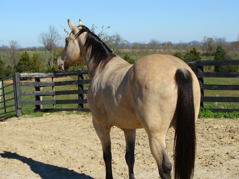 Buttermilk Buckskin Horse For Sale / BUTTERMILK BUCKSKIN FINISHED RANCH