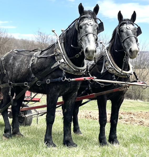 Gray Percheron Gelding Draft Team CHECK THESE OUT ‼️‼️‼️‼️‼️‼️