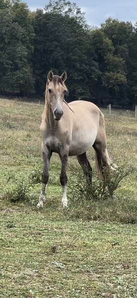 2 Year Old Dun Gelding 