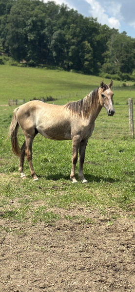 2 Year Old Dun Gelding 