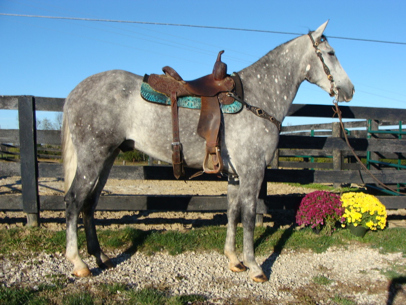 UNIQUE PRETTY STEEL GRAY GELDING, PROFESSIONAL TRAINING, GENTLE For