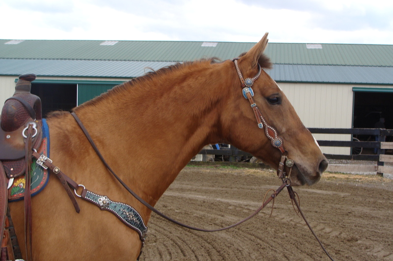 BEGINNER AND YOUTH FRIENDLY RED DUN QUARTER HORSE BELGIAN CROSSBRED