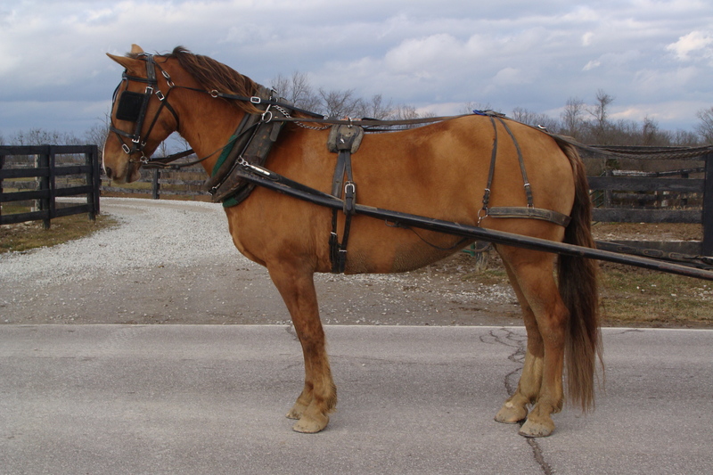 BEGINNER AND YOUTH FRIENDLY RED DUN QUARTER HORSE BELGIAN CROSSBRED