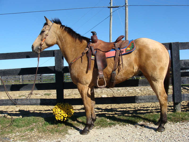 GOLDEN BUCKSKIN QUARTER HORSE GELDING, RANCH, ROPE, RECREATE. ATHLETIC For Sale in Fleming