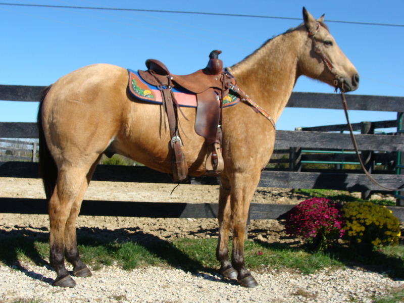 GOLDEN BUCKSKIN QUARTER HORSE GELDING, RANCH, ROPE, RECREATE. ATHLETIC For Sale in Fleming