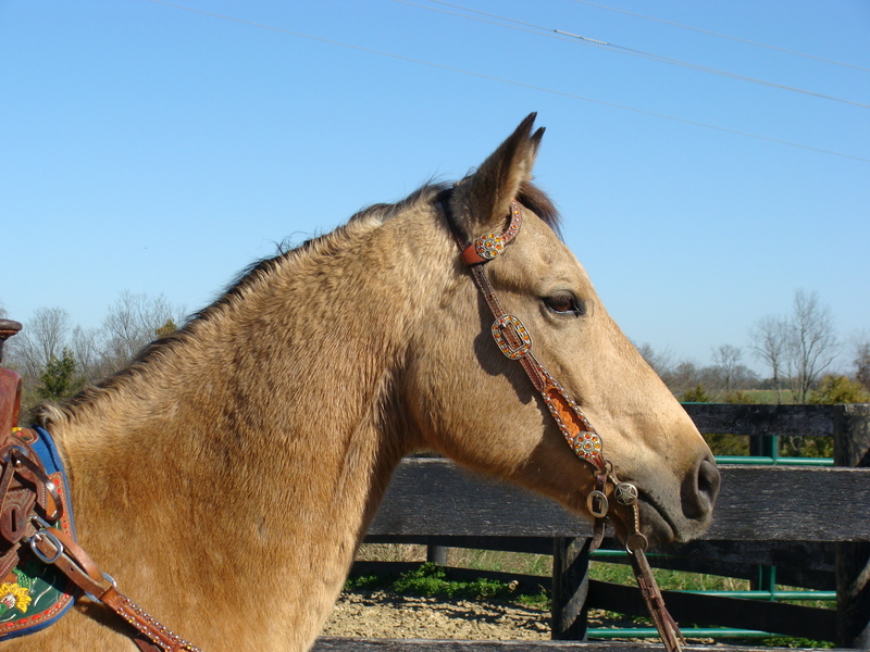 GOLDEN BUCKSKIN QUARTER HORSE GELDING, RANCH, ROPE, RECREATE. ATHLETIC For Sale in Fleming
