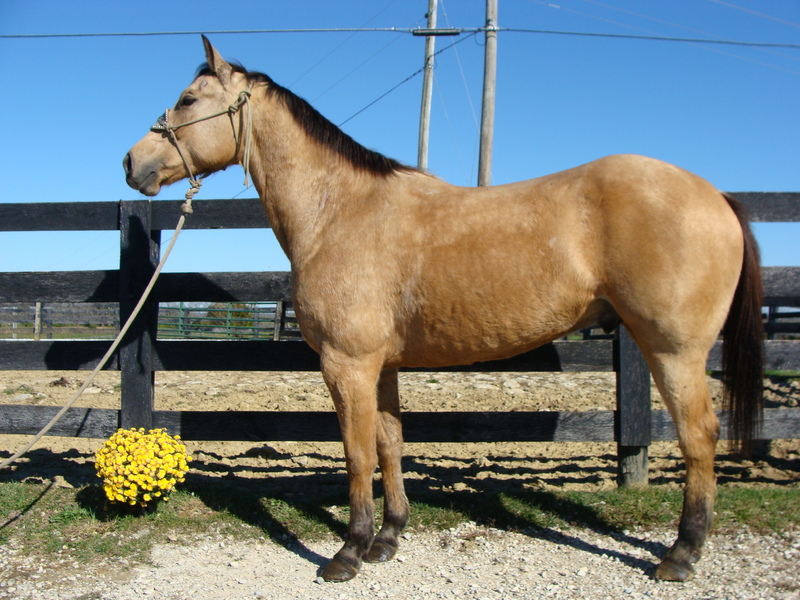 GOLDEN BUCKSKIN QUARTER HORSE GELDING, RANCH, ROPE, RECREATE. ATHLETIC For Sale in Fleming
