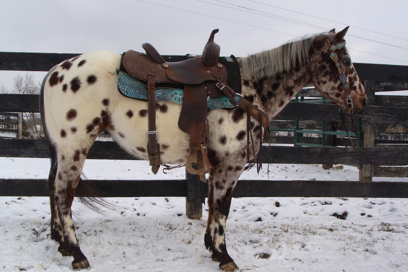 FLASHY BAY LEOPARD REGISTERED POA GELDING, YOUTH RIDDEN, SHOWN AT THE