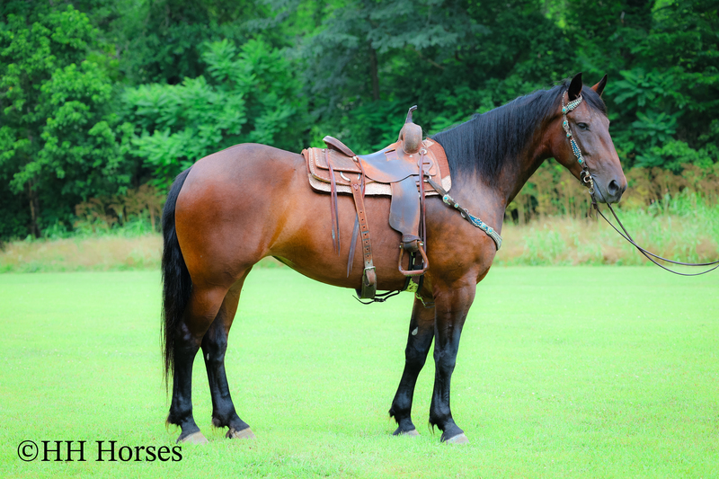 SUPER COOL REGISTERED CLEVELAND BAY MARE, STOUT MADE, TRAIL RIDES