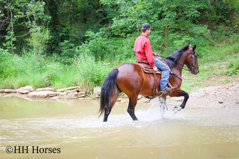 SUPER COOL REGISTERED CLEVELAND BAY MARE, STOUT MADE, TRAIL RIDES