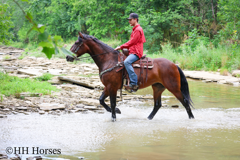 SUPER COOL REGISTERED CLEVELAND BAY MARE, STOUT MADE, TRAIL RIDES