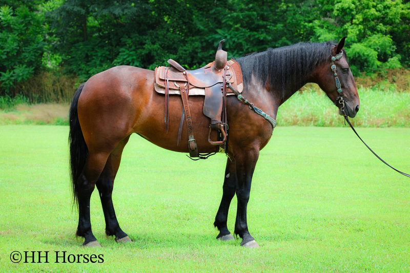 SUPER COOL REGISTERED CLEVELAND BAY MARE, STOUT MADE, TRAIL RIDES