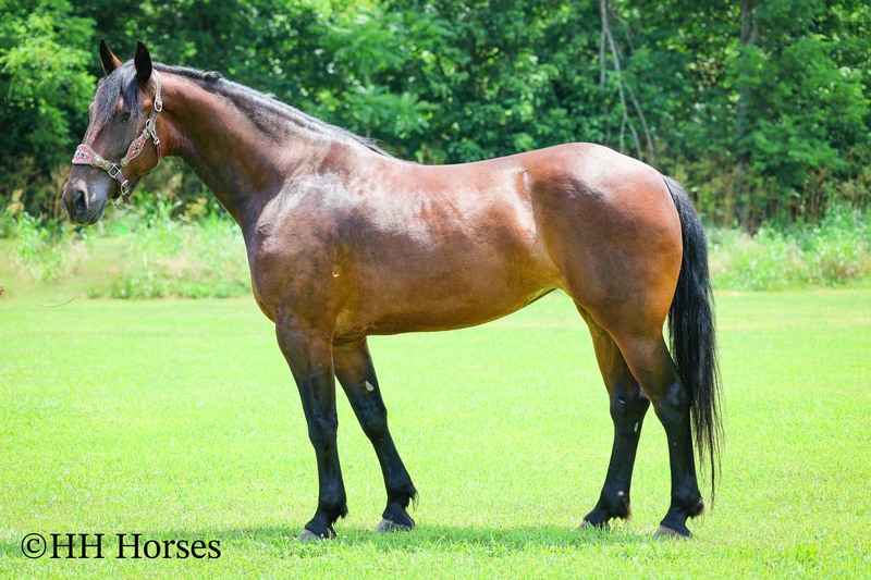 SUPER COOL REGISTERED CLEVELAND BAY MARE, STOUT MADE, TRAIL RIDES