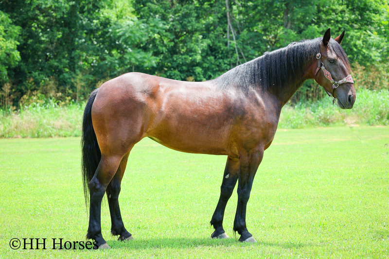 SUPER COOL REGISTERED CLEVELAND BAY MARE, STOUT MADE, TRAIL RIDES