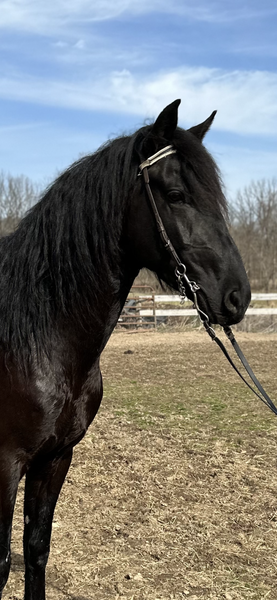Stunning Foundation Bred Black Stallion 