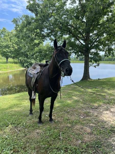 Sweet 14.3 Experienced Trail Horse 