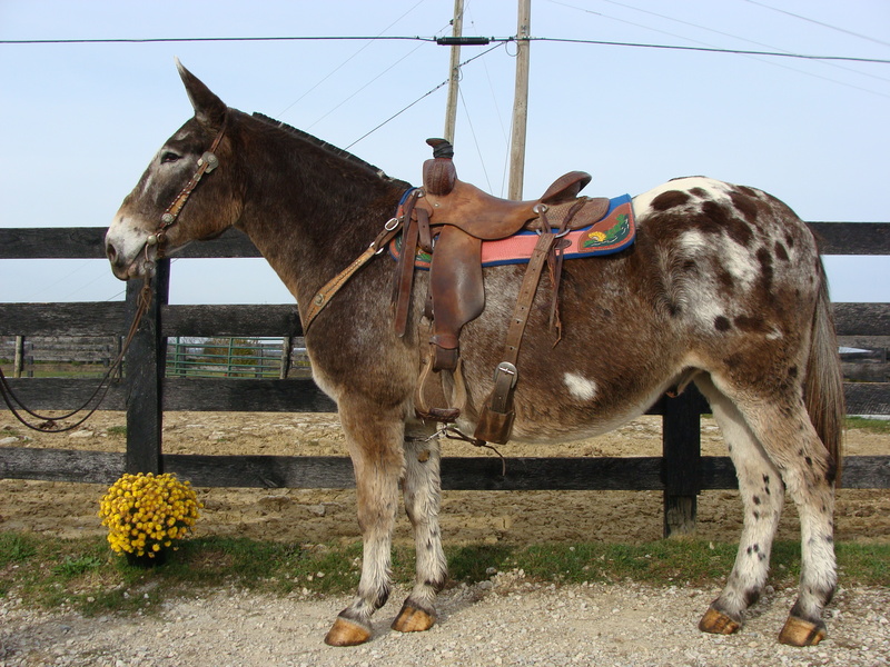 GRANNY BROKE YOUTH AND BEGINNER SAFE APPALOOSA PERCHERON JOHN MULE