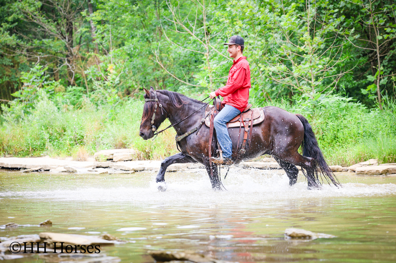 FANCY, HANDSOME, AND GENTLE GYPSY VANNER QUARTER HORSE CROSSBRED GELDING