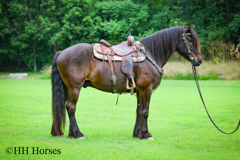 FANCY, HANDSOME, AND GENTLE GYPSY VANNER QUARTER HORSE CROSSBRED GELDING