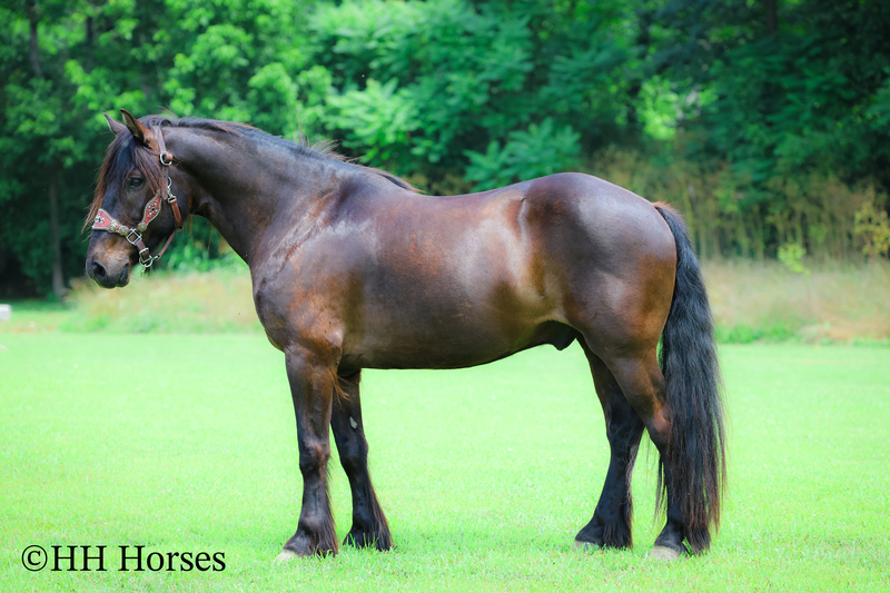 FANCY, HANDSOME, AND GENTLE GYPSY VANNER QUARTER HORSE CROSSBRED GELDING