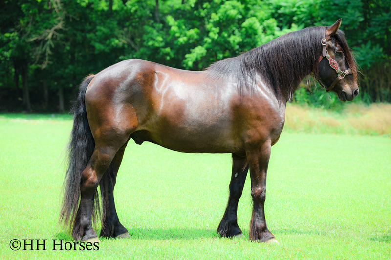 FANCY, HANDSOME, AND GENTLE GYPSY VANNER QUARTER HORSE CROSSBRED GELDING