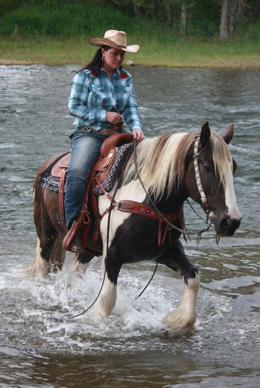 8 YEAR OLD 15.3 HAND GYPSY VANNER