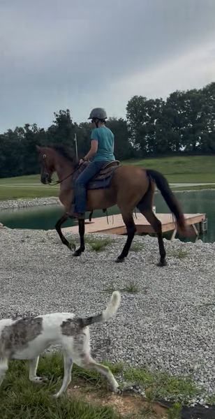 Bay Dun Trail Horse