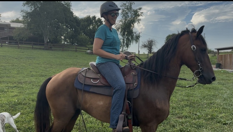 Bay Dun Trail Horse
