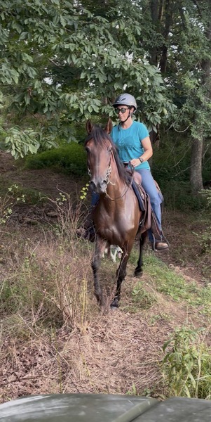 Bay Dun Trail Horse