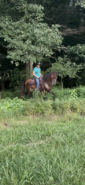 Bay Dun Trail Horse
