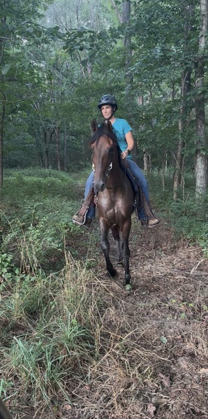 Bay Dun Trail Horse